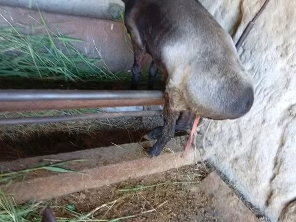 Коза, LaMancha goats