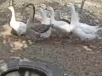 Geese — photo 2