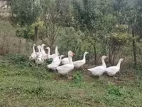 Geese — Foto 1