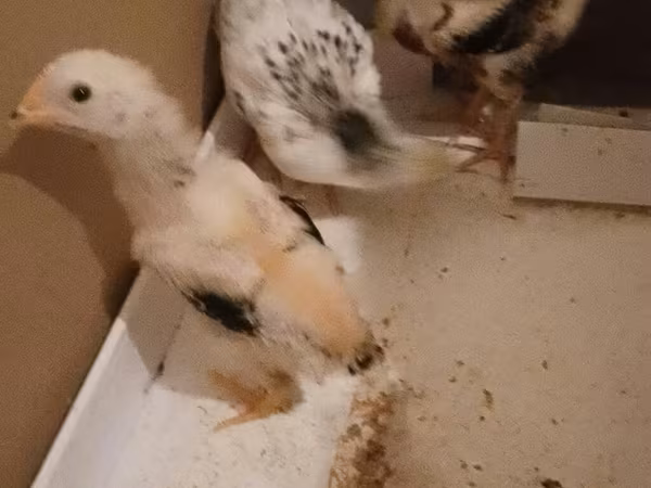 Chickens — Azərbaycan