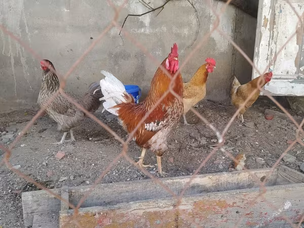 Chickens — Azerbaijan