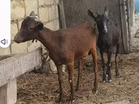 Dişi keçi, Keçilər — foto 1
