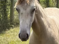 घोड़ा, Kentucky mountain daddle horse — फ़ोटो 4