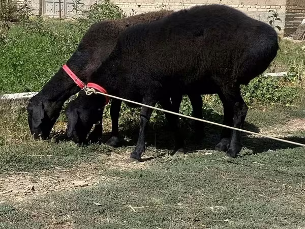 Sheep (batch, sex not specified), Sheep