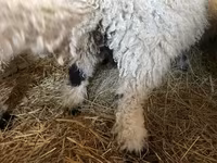 公羊, Wallis Country sheep — 照片 4