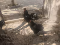 Australorp — photo 1