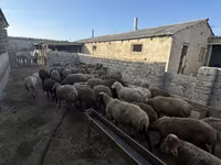 Qoç, Qoyunlar — foto 1