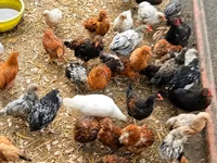 Chickens — الصورة 4