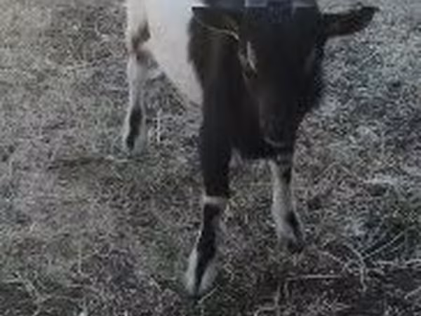 Keçi, Nigerian dwarf goats
