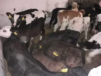 सांड, Simmental cattle — फ़ोटो 3