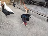 Chickens — foto 4