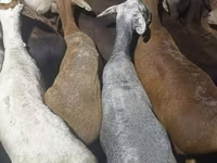 Qoç, Kazakh fat-tailed coarsewool sheep — foto 2