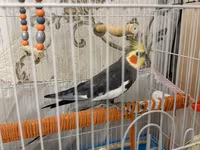 Məhsul: Nimfa (cockatiel) cütü və qəfəs dəsti Dişi ve Erkek, disi 6 — الصورة 3