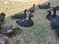 Ducks — foto 3