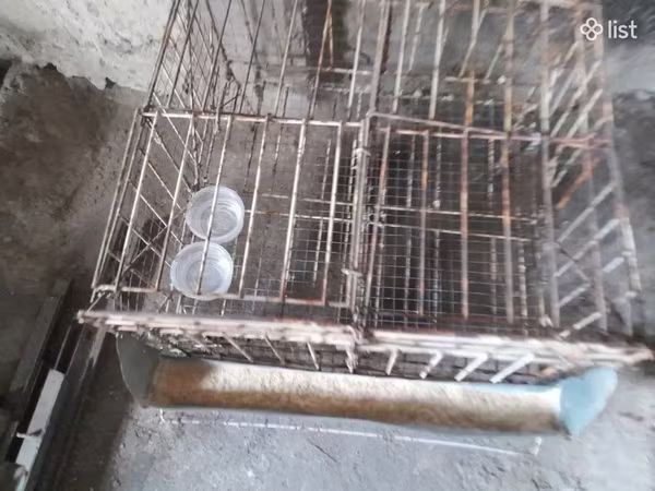 Բլուդեր, ինկուբատոր, բույն փոքր, բոլորը միասին