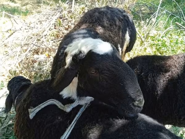 绵羊（批次，未指定性别）, Sheep