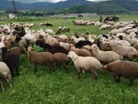 Sheep, Sheep — photo 4