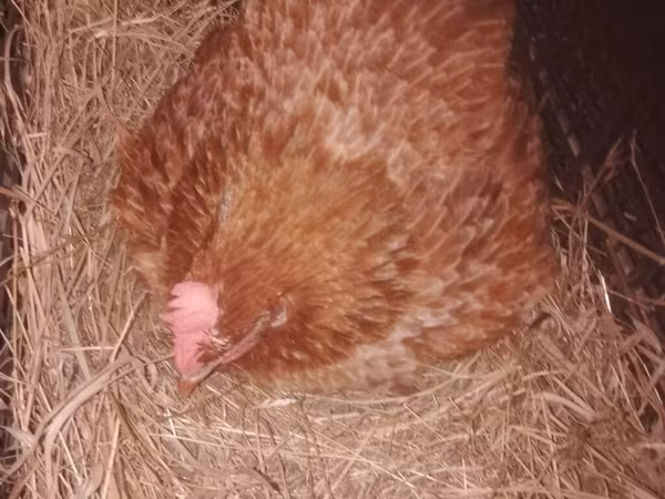 Chickens — Azerbaijan