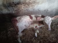 Buğa, Simmental cattle — foto 4