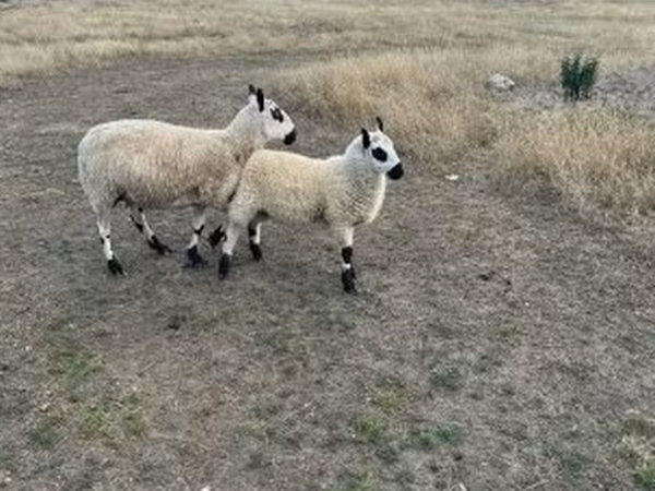 Ovelha, Cerry Hill sheep