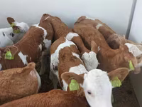 Buğa, Simmental cattle — foto 3