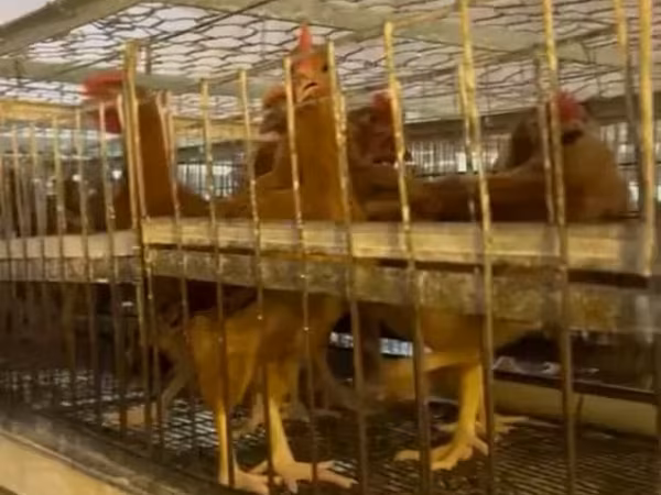 Chickens — أرمينيا
