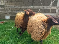 Sheep, Sheep — photo 1