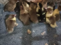Ducks — photo 2