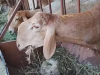 Qoç, Arashan sheep — foto 1