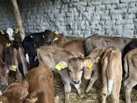 公牛, Cattle — 照片 6