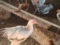 Chickens — photo 7