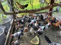 Holenderski bantam — zdjęcie 3