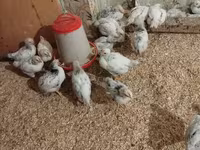 Chickens — 照片 2
