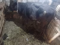 Kuh, Simmental cattle — Foto 5