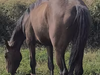 Mare, Friesian sport horse — photo 1