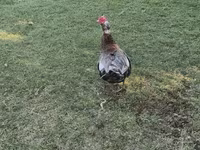 Domestic Muscovy — photo 3