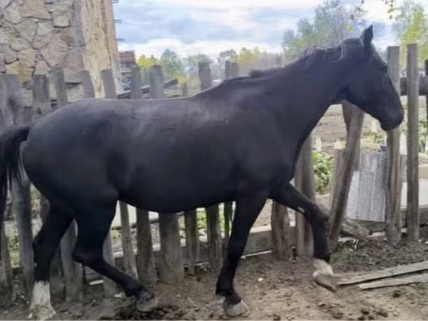 At, Kyrgyz Horse