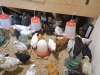 Chickens — foto 4