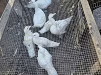 Ducks — foto 2