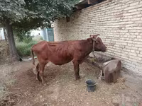 Krowa, Bydło — zdjęcie 2