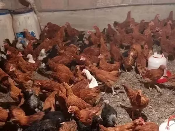 Chickens