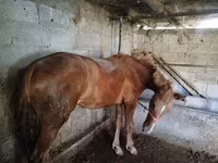Madyan, Swedish warmblood horse — foto 1