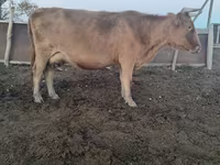 Cow, Cattle — photo 1