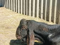 Keçi, Kamori goats — foto 1
