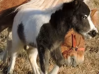 Mare, Miniature horse — photo 5