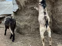 Taka, Alpine goat — 4-rasm