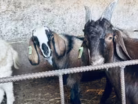 Bode, Nubian Goat — foto 1
