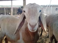 मेढ़ा, Arashan sheep — फ़ोटो 4