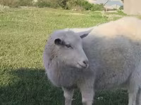 Goat, Russian White goat — photo 2