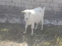 母山羊, Goats — 照片 1